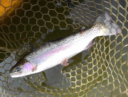 大安トラウトレイク釣果